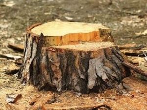 Hunter River Trees