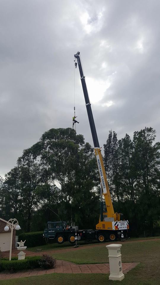 Hunter River Trees