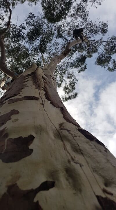 Hunter River Trees