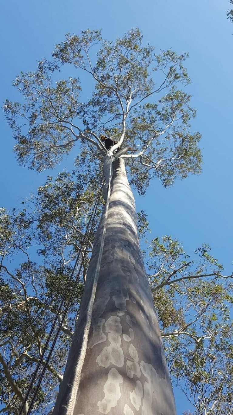 Hunter River Trees