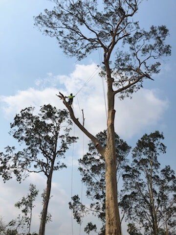 Hunter River Trees