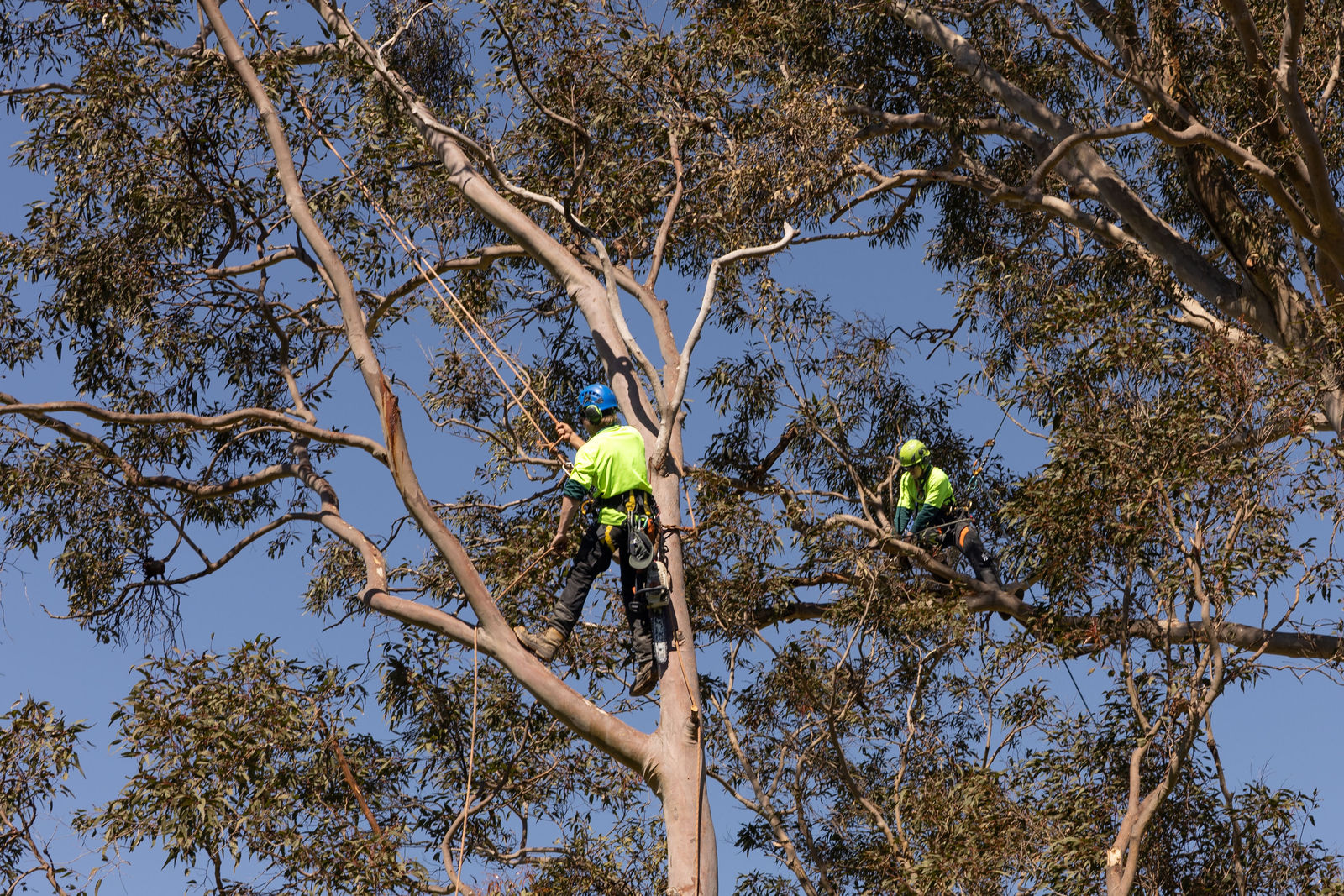 Hunter River Trees