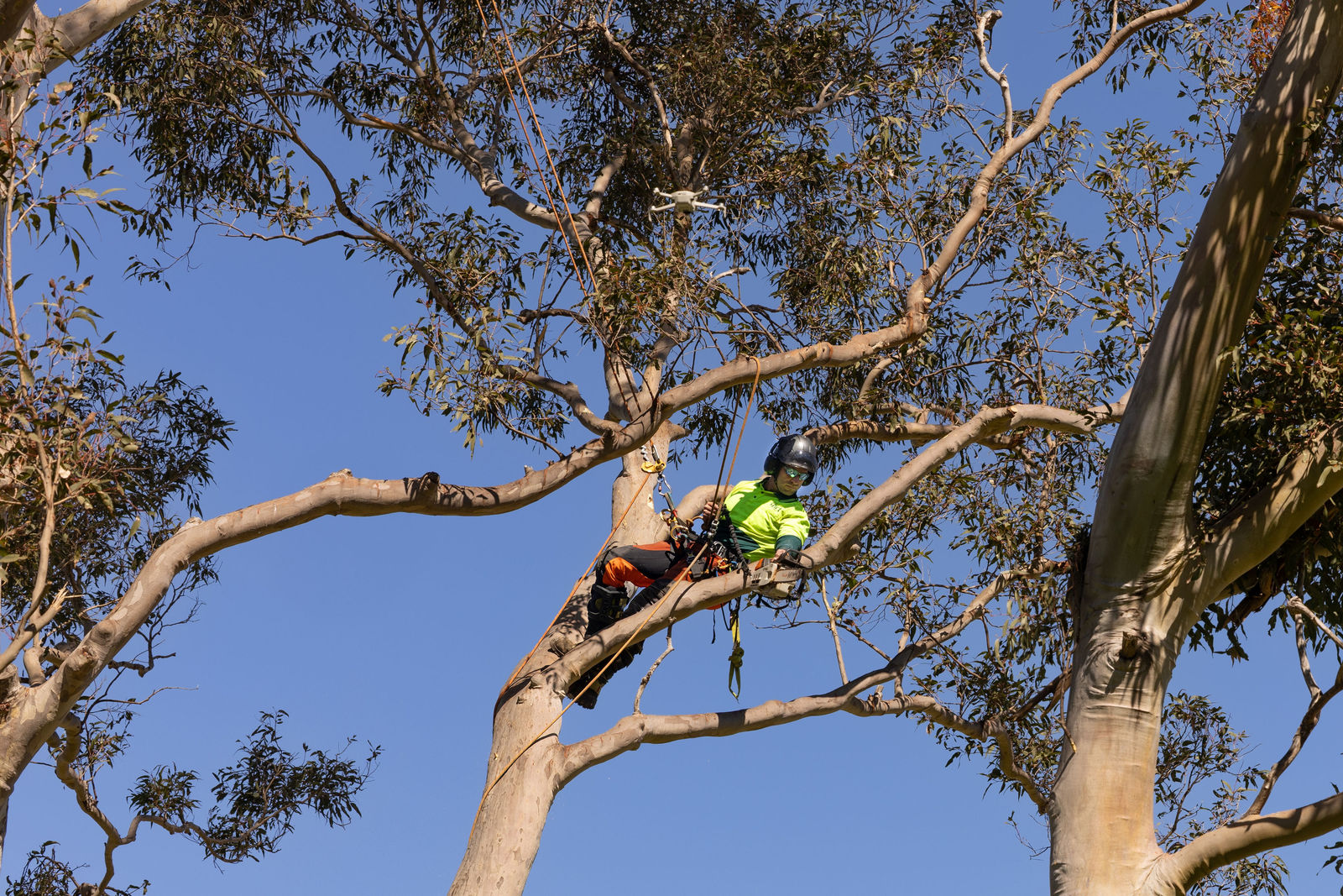 Hunter River Trees