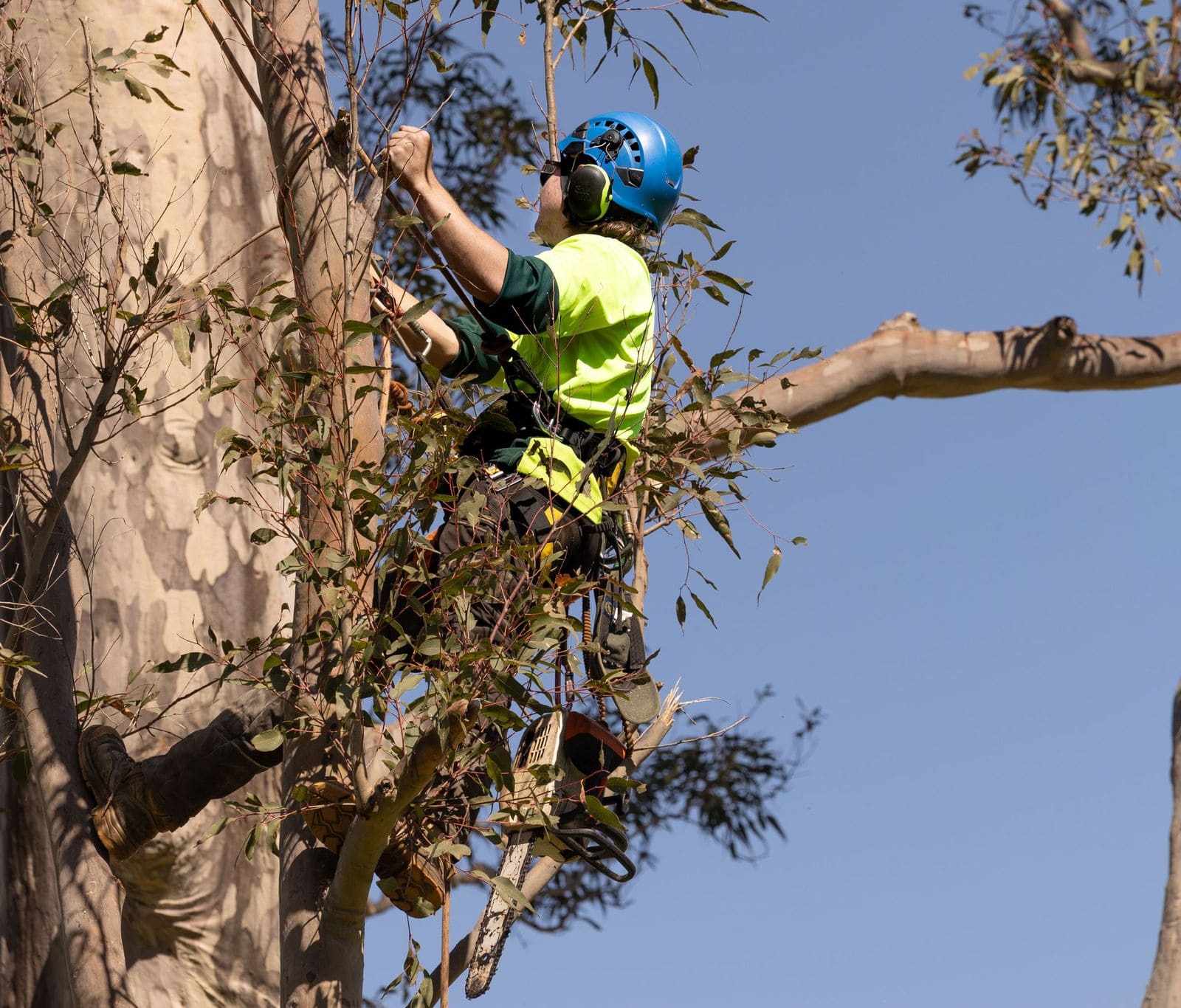 Hunter River Trees