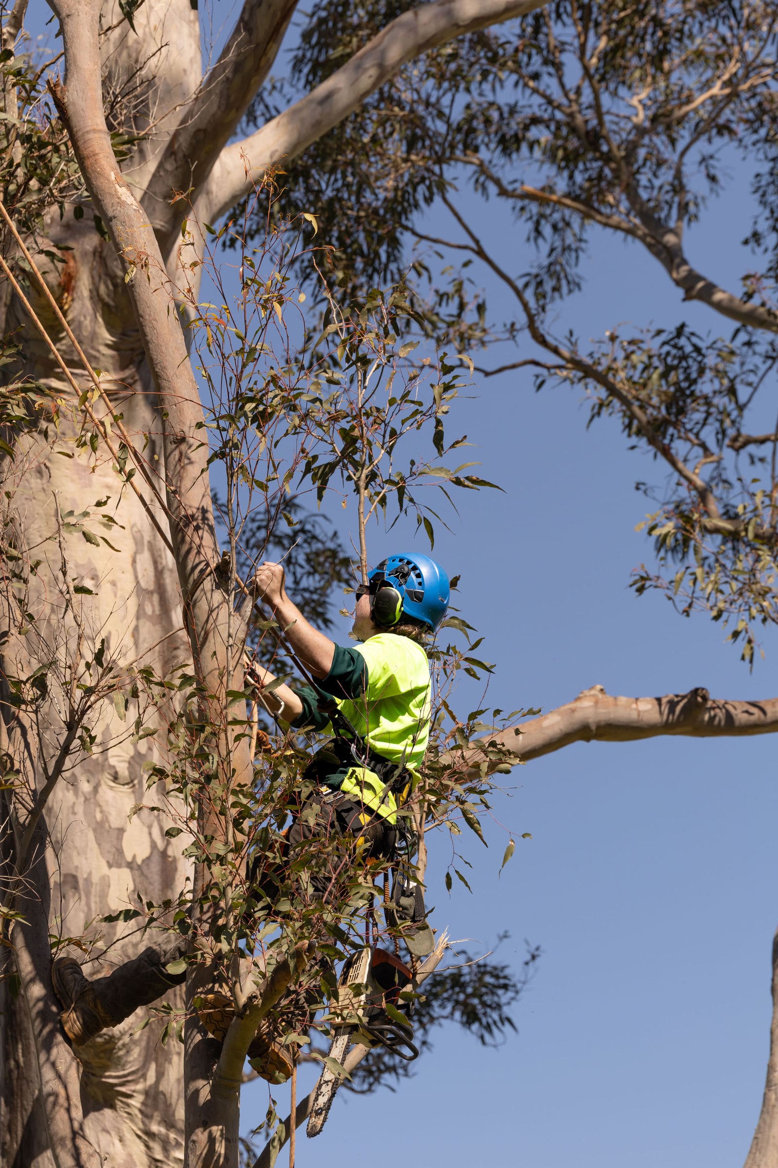 Hunter River Trees
