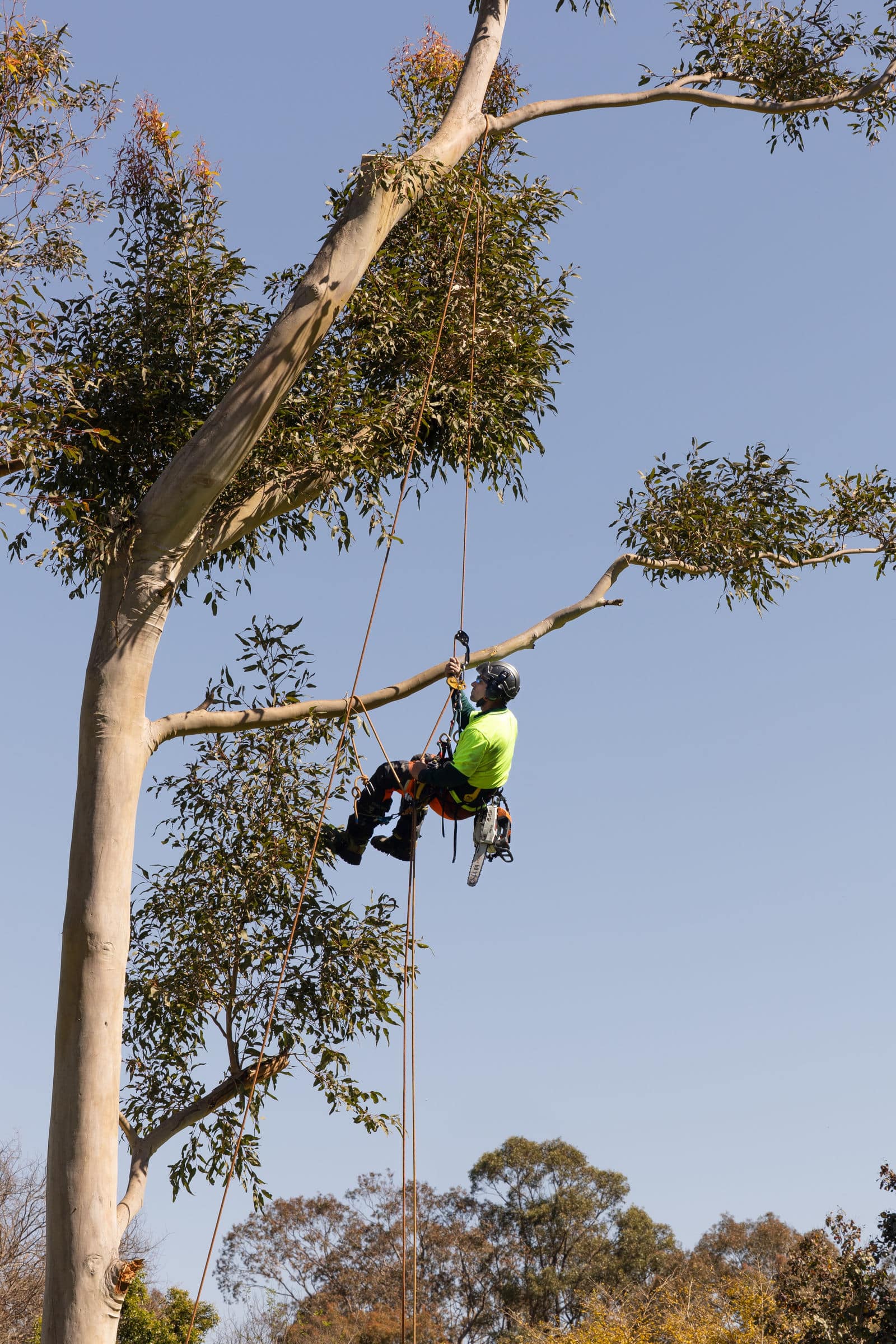 Hunter River Trees
