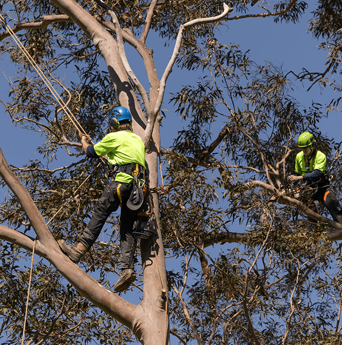Hunter River Trees