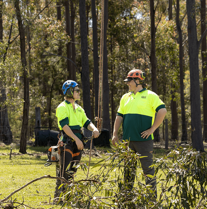 Hunter River Trees