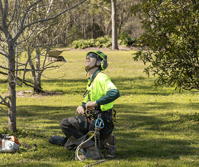 Hunter River Trees