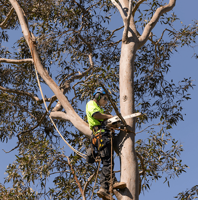 Hunter River Trees