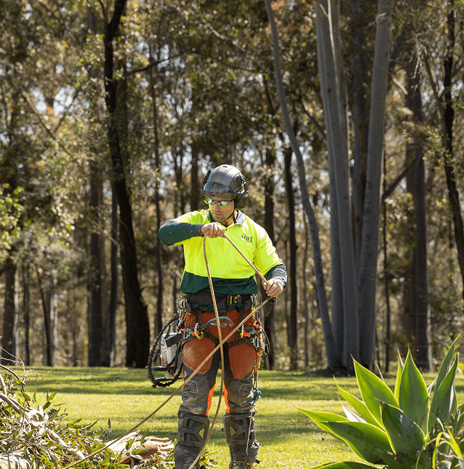 Hunter River Trees