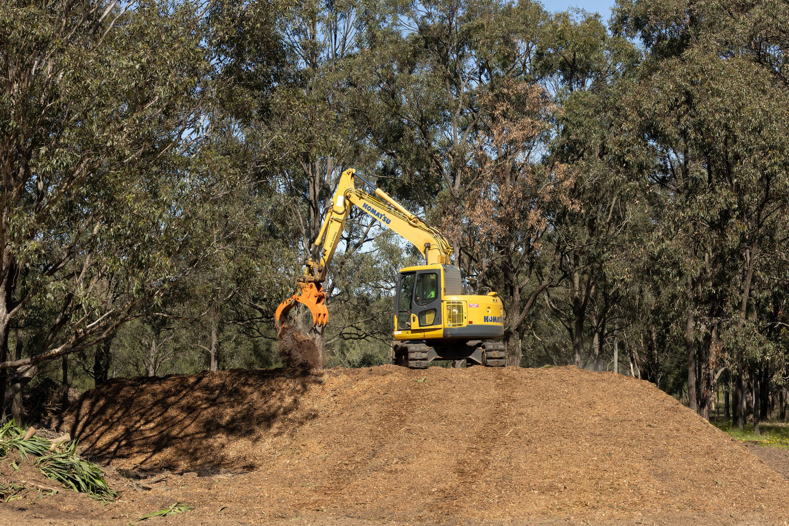 Hunter River Trees