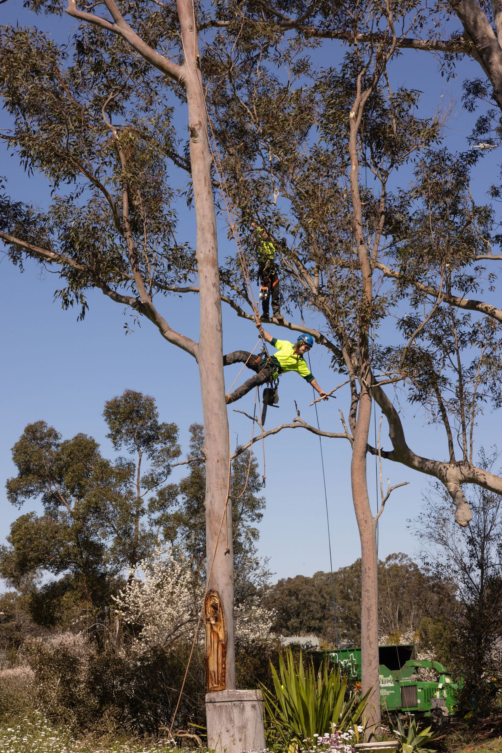 Hunter River Trees