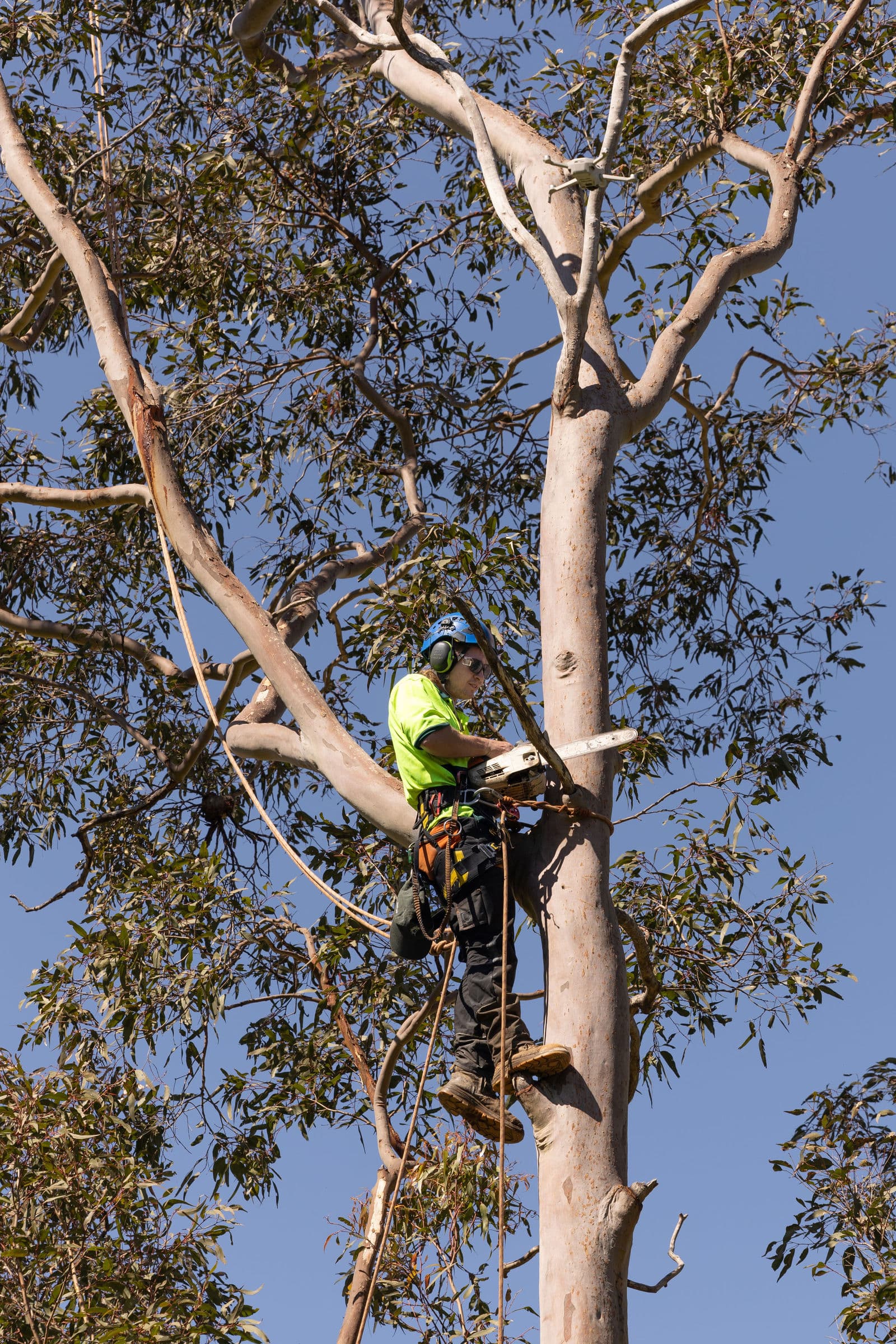 Hunter River Trees