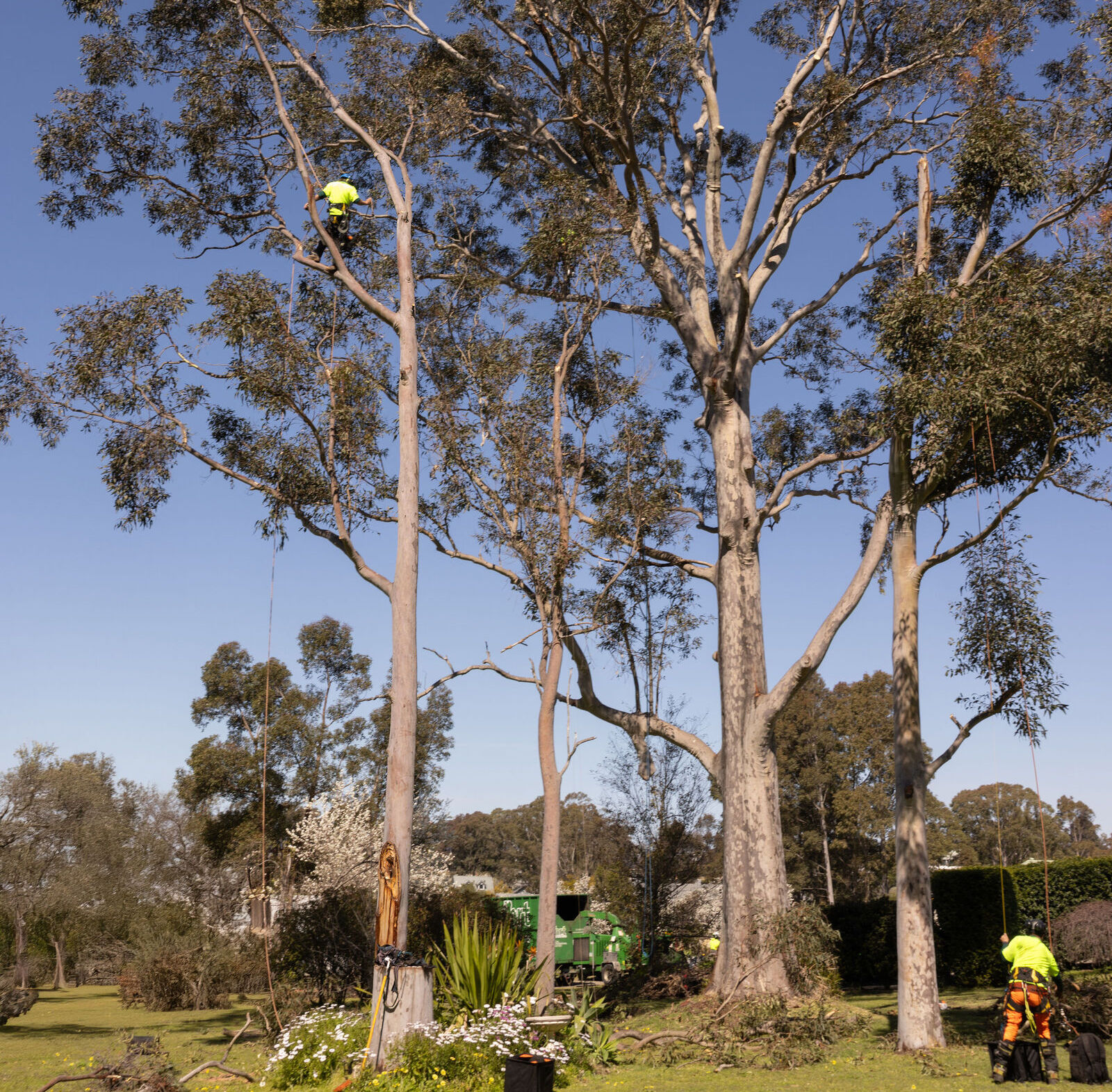 Hunter River Trees