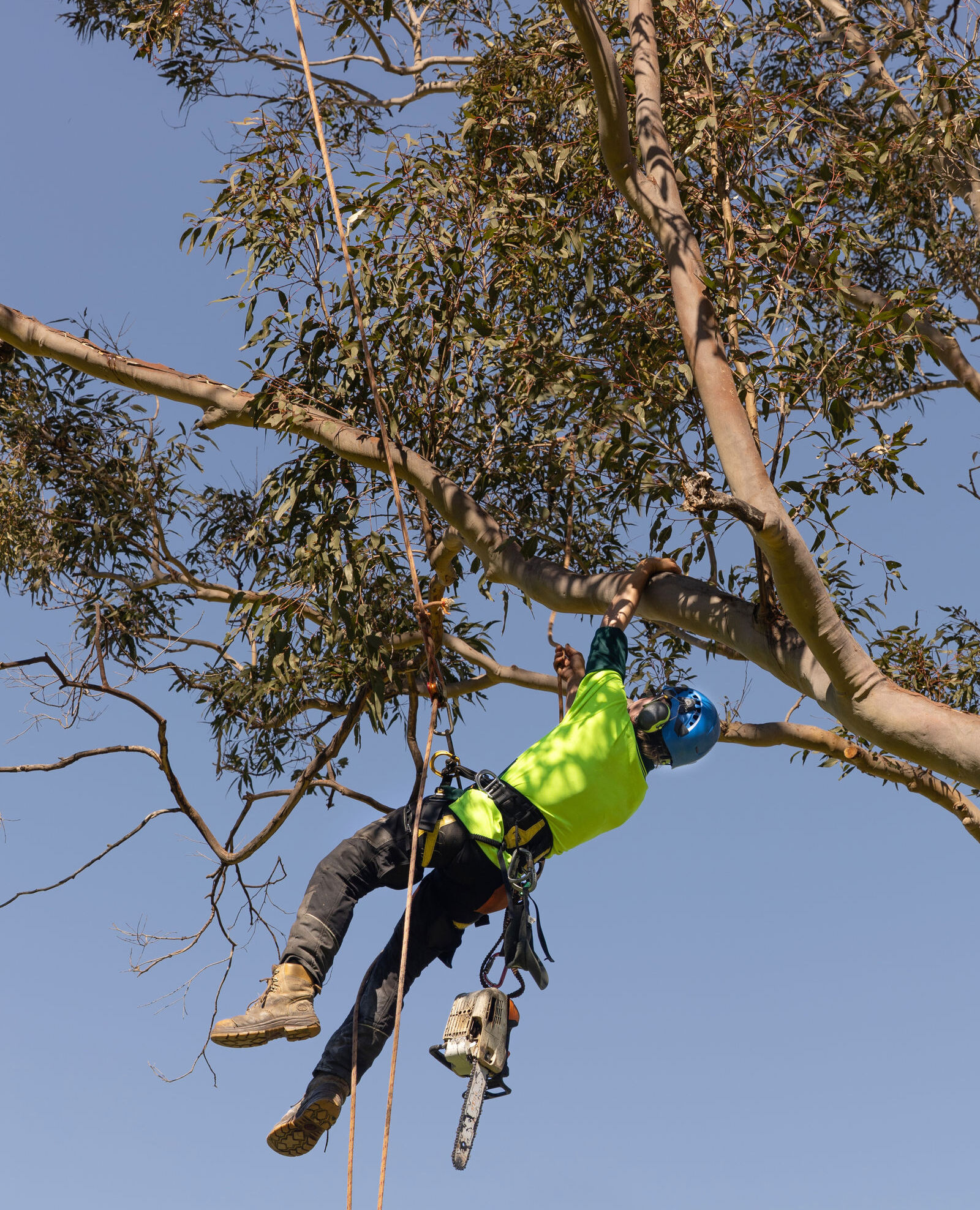 Hunter River Trees