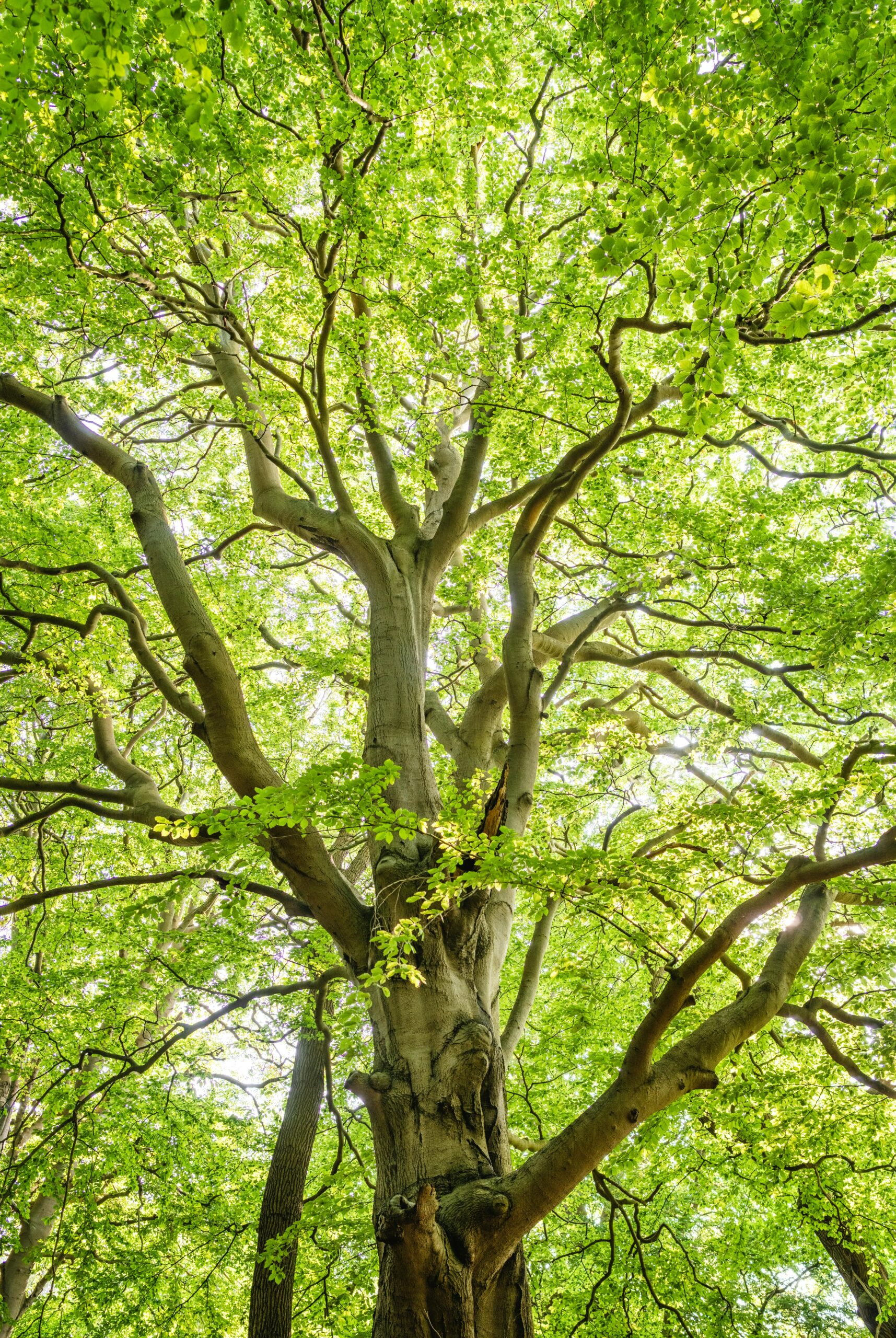 Hunter River Trees