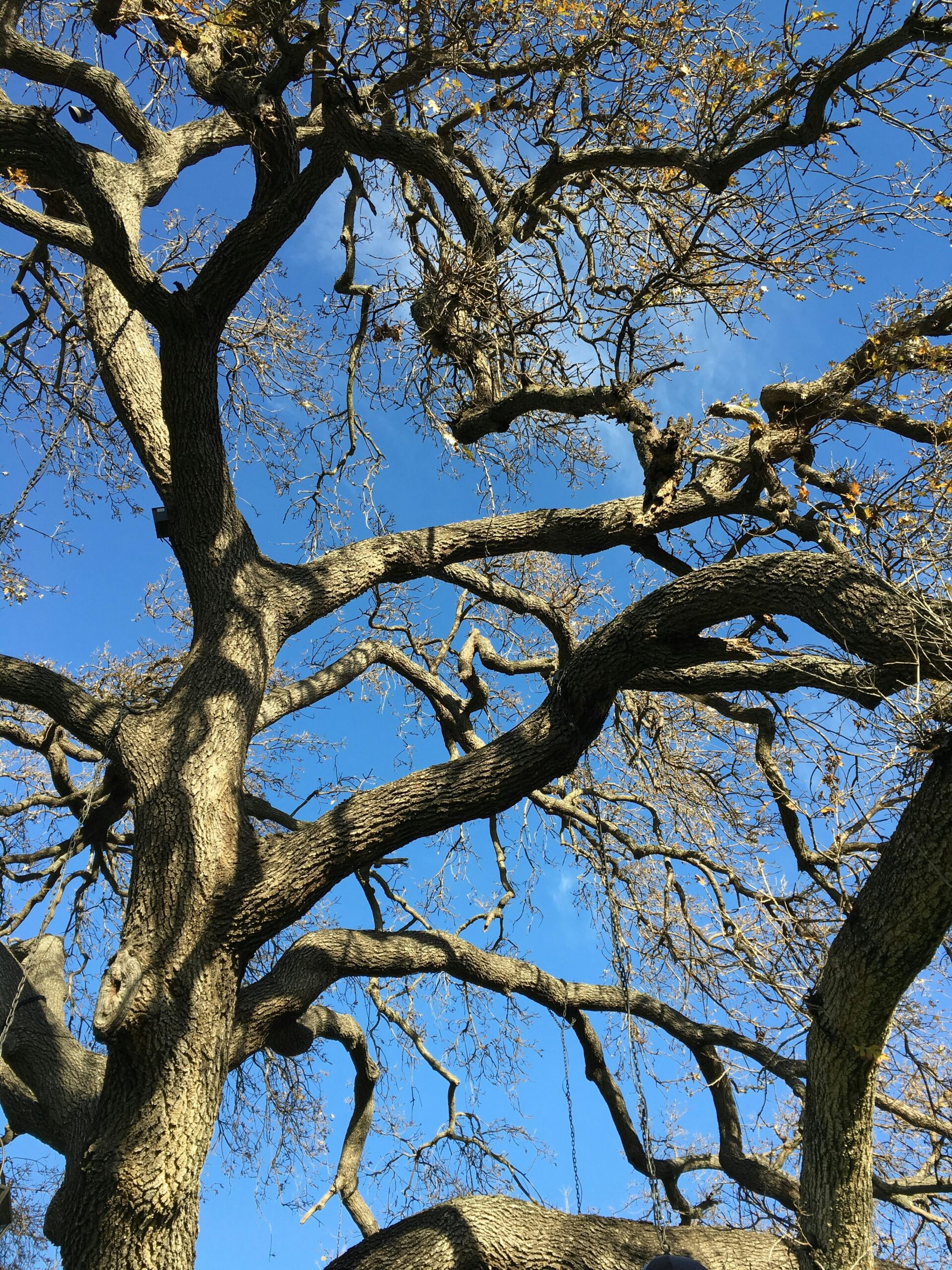 Hunter River Trees