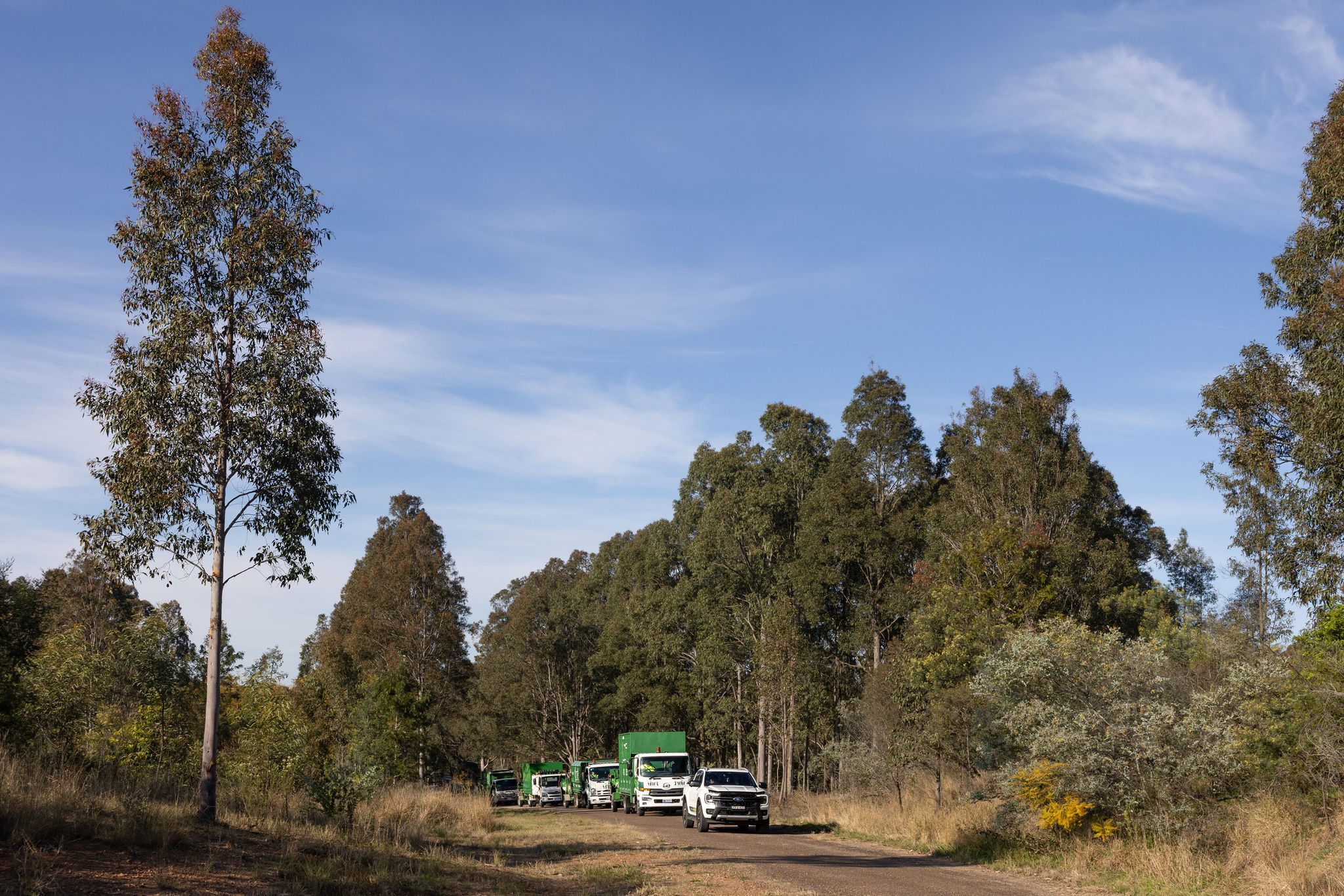 Hunter River Trees