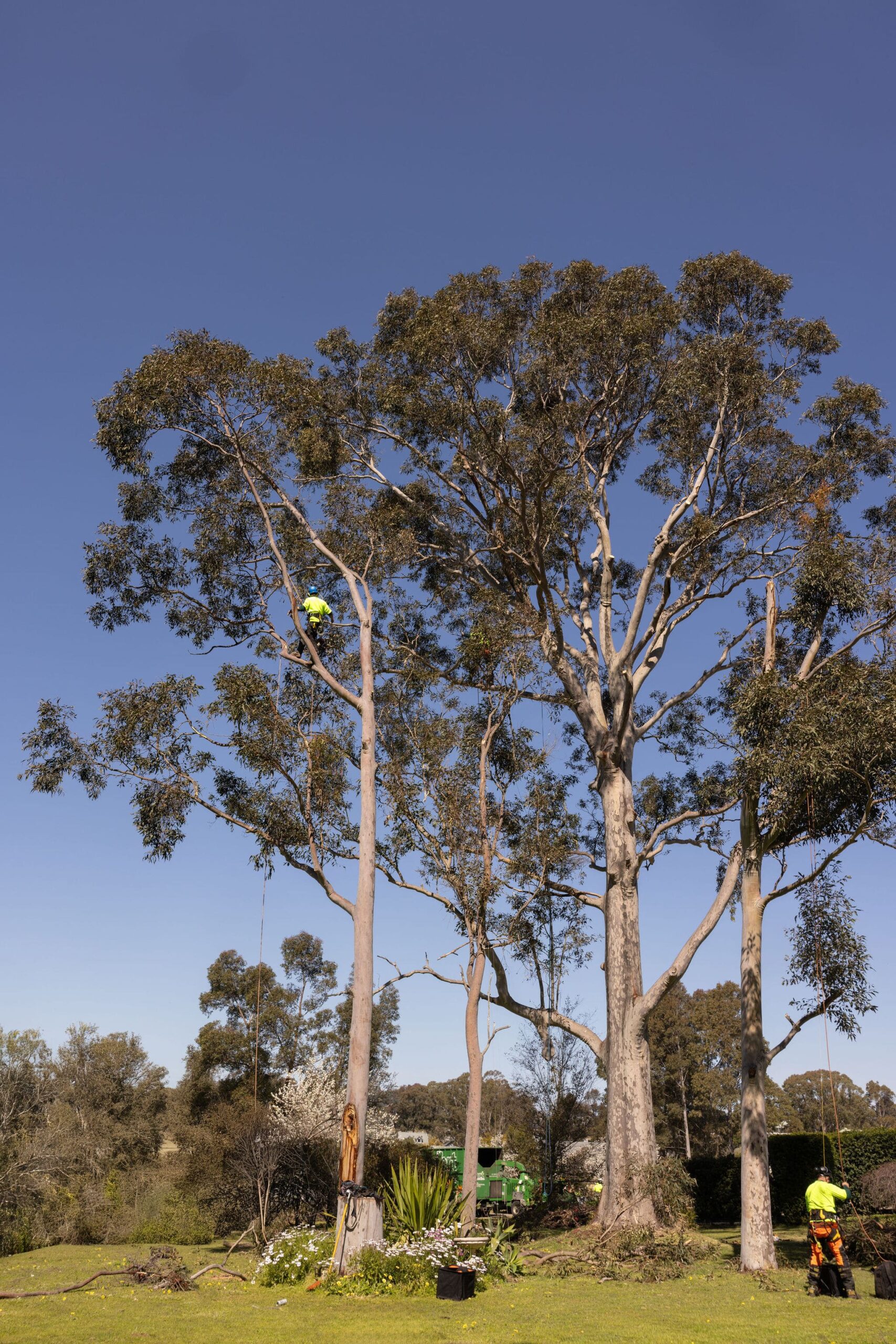 Hunter River Trees